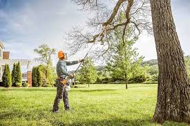 West Carson, CA Tree Services Company