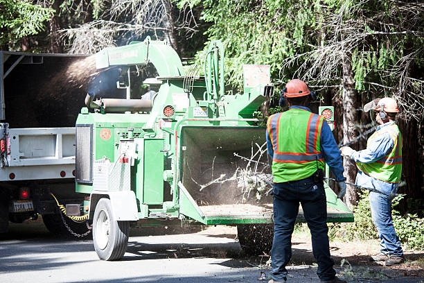 How Our Tree Care Process Works  in  West Carson, CA